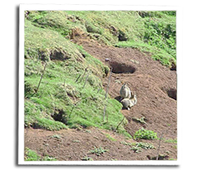 Damage to farmland by Rabbits